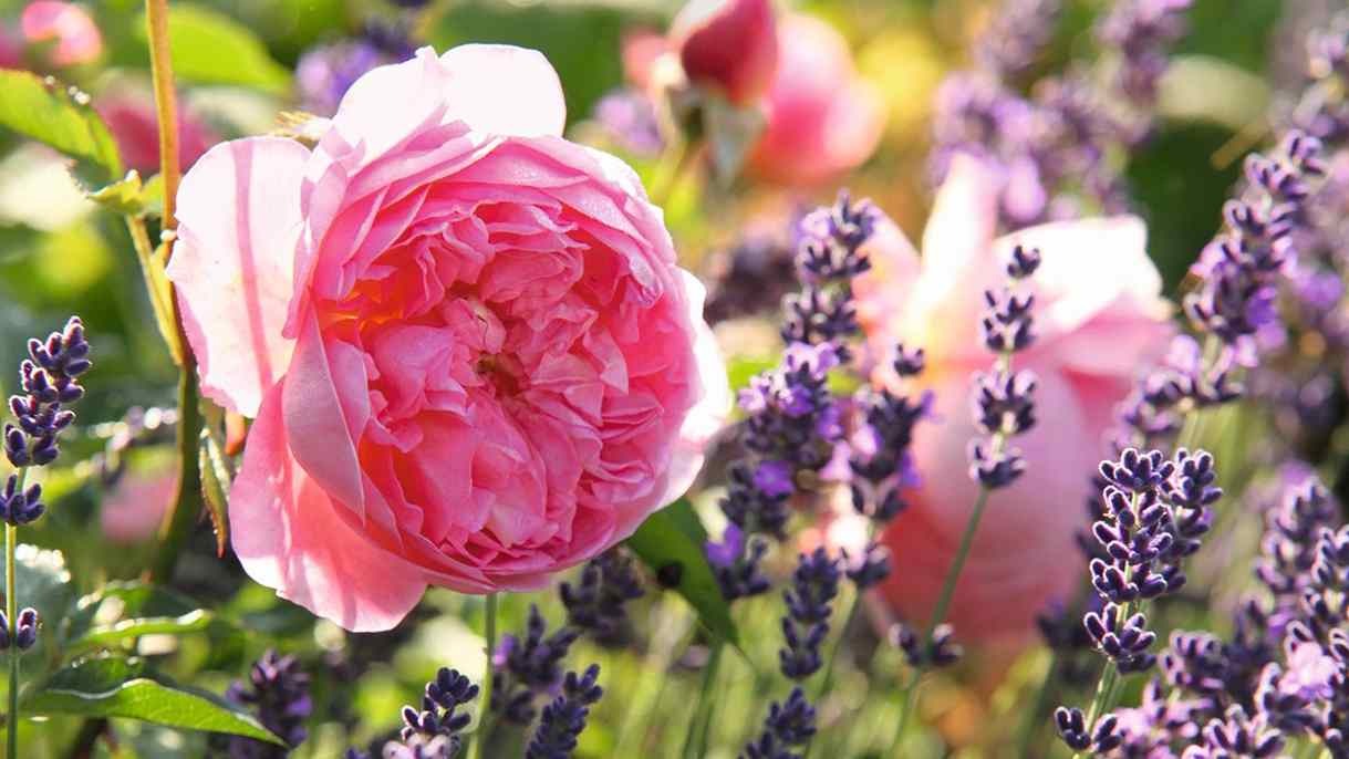 Duftpflanzen im Naturparadies